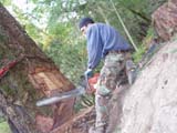 joe branum tree care
