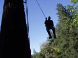 joe branum tree care