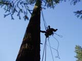 joe branum tree care